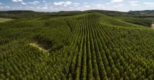 Sustentabilidade Ambiental: O reflorestamento